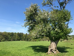 IMG 0047