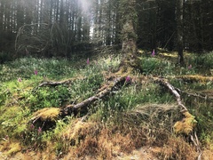 IMG 0339