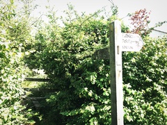 IMG 0554