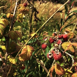 Nature Walks, July 2023